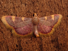 Hypsopygia costalis