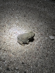 Incilius alvarius