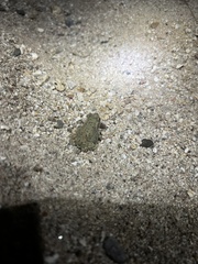 Incilius alvarius