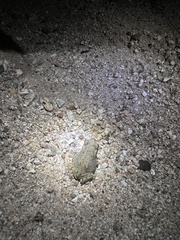 Incilius alvarius