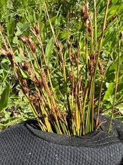 Juncus balticus
