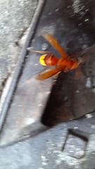 Vespa orientalis