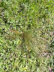 Juncus balticus