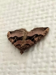 Xanthorhoe semifissata