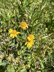 Arnica chamissonis