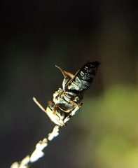 Allocoelioxys