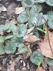 Cyclamen coum