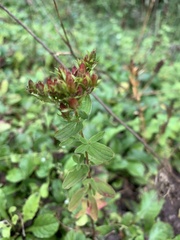 Hypericum