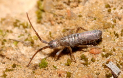 Entomobryoidea