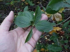 Aronia mitschurinii