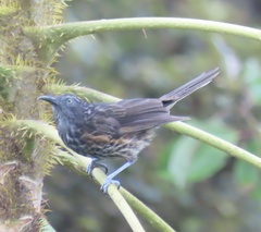 Rufous-Backed Honeyeater photo 2
