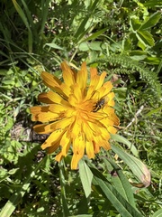 Agoseris aurantiaca