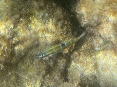 Thalassoma pavo