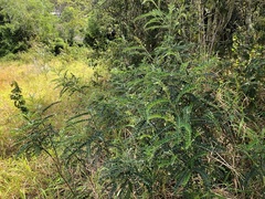 Sophora fraseri
