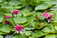 Nymphaea