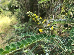 Sophora fraseri
