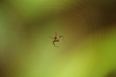 Leucauge fastigata