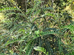 Sophora fraseri