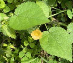 Abutilon indicum