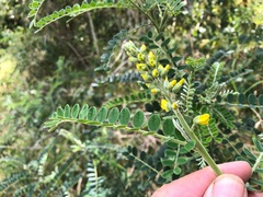 Sophora fraseri