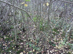 Aronia mitschurinii