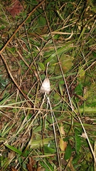 Agrotis trux