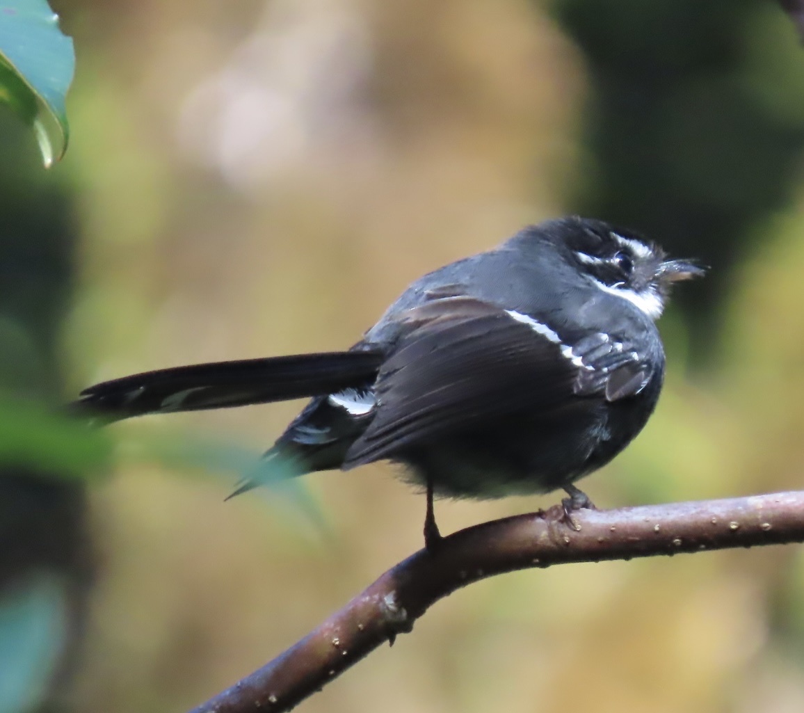 Friendly Fantail (Rhipidura albolimbata), photo 6