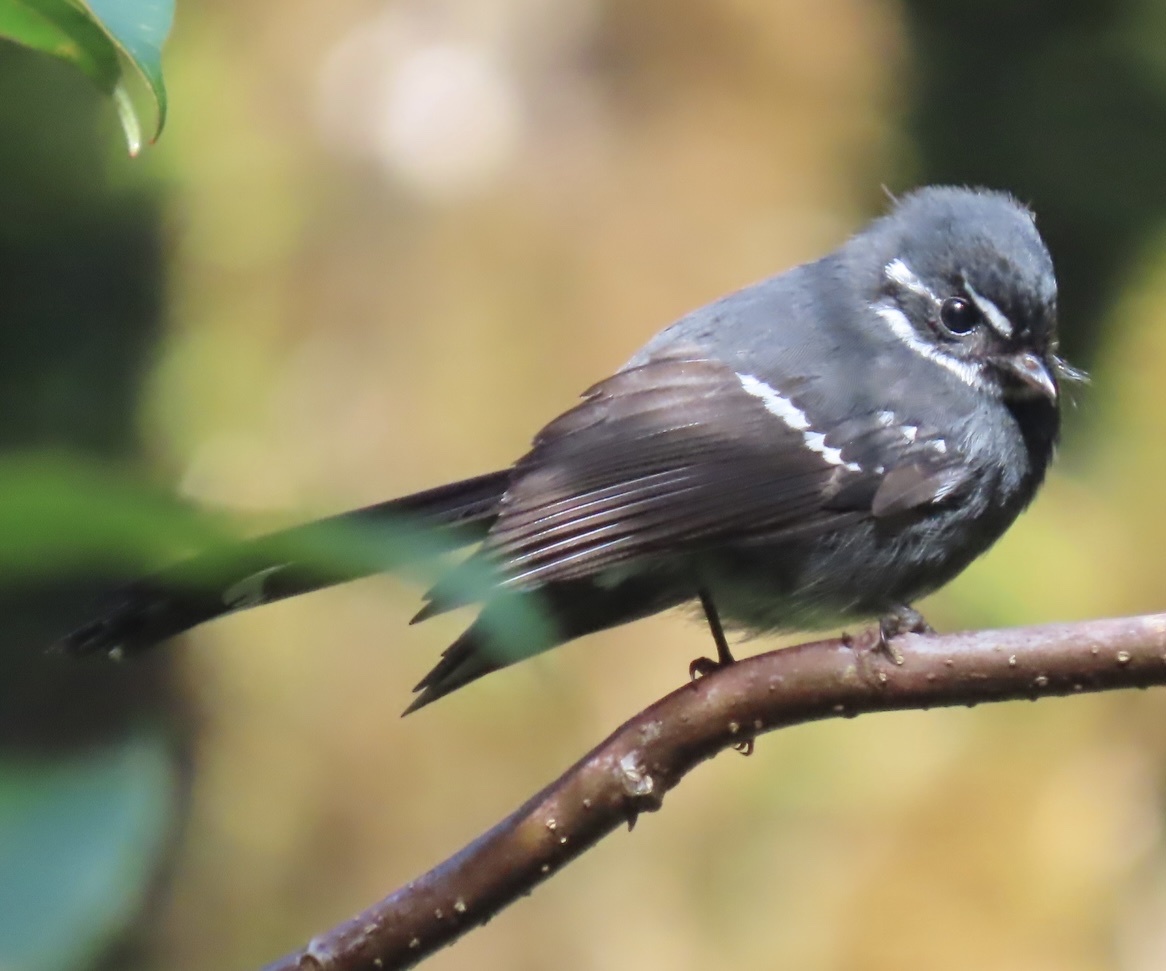 Friendly Fantail (Rhipidura albolimbata), photo 7