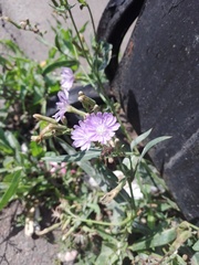 Lactuca tatarica