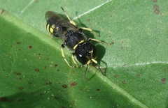 Ectemnius ruficornis