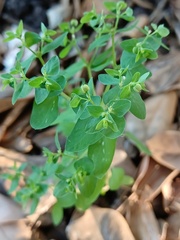Euphorbia peplus