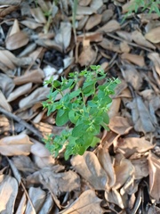 Euphorbia peplus