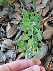 Euphorbia peplus