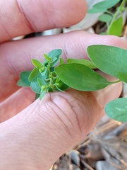 Euphorbia peplus