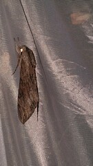 Agrius convolvuli