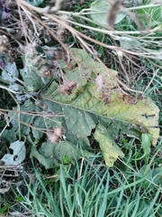 Arctium lappa