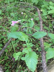 Clinopodium grandiflorum