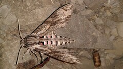 Agrius convolvuli