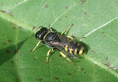 Ectemnius ruficornis