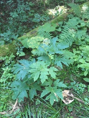 Heracleum asperum