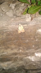Heliothis peltigera