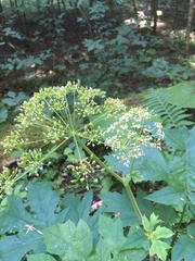 Heracleum asperum