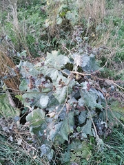 Arctium lappa