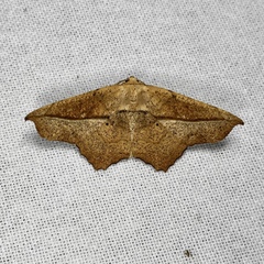 Polyacme dissimilis