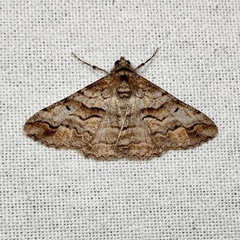 Gastrinodes bitaeniaria