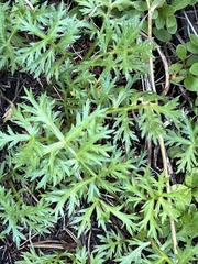 Artemisia norvegica