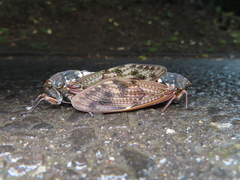 Graptopsaltria nigrofuscata