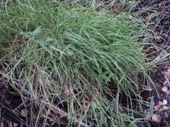 Glyceria notata