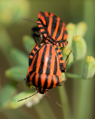 Graphosoma italicum italicum