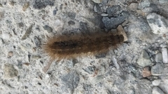Phragmatobia